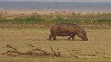 TANZANIA - Lake Manyara National Park - 61